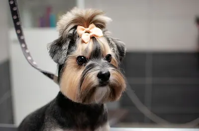 Salon psiej pielęgnacji Jelenia Góra